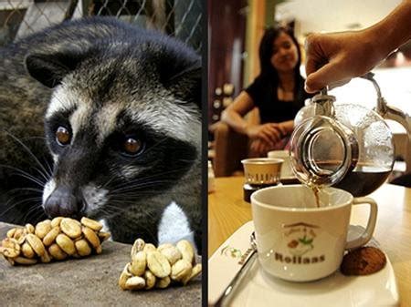 Café mais caro do mundo vem de fezes de animais TecMundo