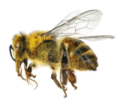 How to Treat a Bee Sting - University Health News