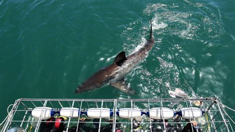 North Coast Residents Asked To Join Shark Net Survey Camden Haven