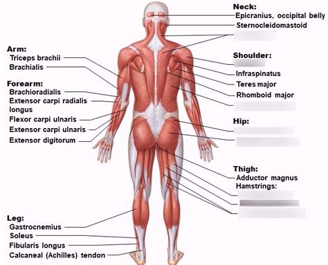 Ch 9 Superficial Muscles Posterior View Diagram Quizlet