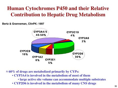 Ppt Predicting Human Drug Metabolism And Pharmacokinetics In Drug