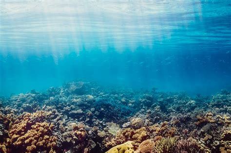 Um recife de coral subaquático no mar vermelho Foto Premium