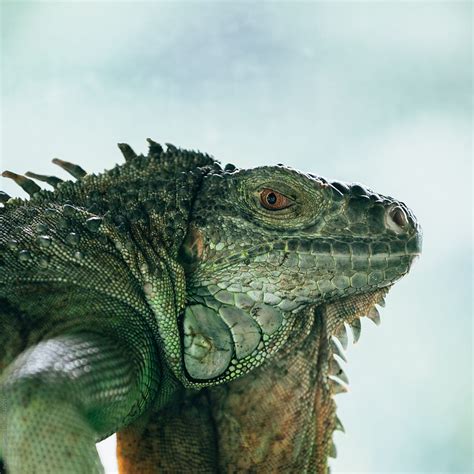 "Green Iguana" by Stocksy Contributor "Pansfun Images" - Stocksy