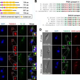 T Brucei SAS 6 Homolog TbSAS 6 And Its Subcellular Localization A