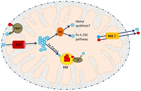 Frontiers Mitochondrial Iron Transport And Homeostasis In Plants