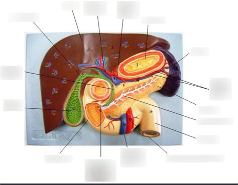 Liver Pancreas Model Diagram Quizlet