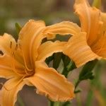 HEMEROCALLIS Crazy Pierre Spider Daylily Woottens Plant Nursery