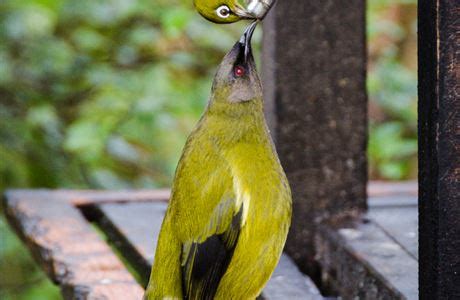 Bellbird/korimako : New Zealand native land birds