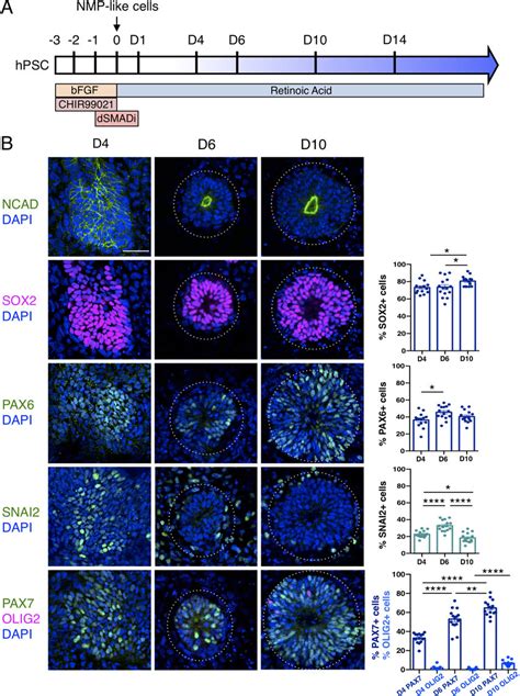 Human Pluripotent Cell Derivation Of Nmp Like Cells And Their