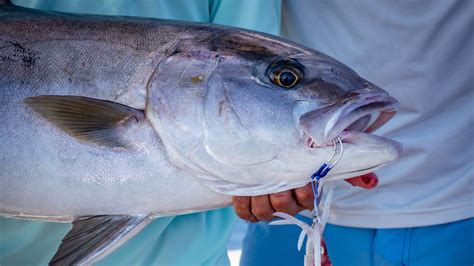 Reef Fish Webinar Series Greater Amberjack Count North Carolina Sea