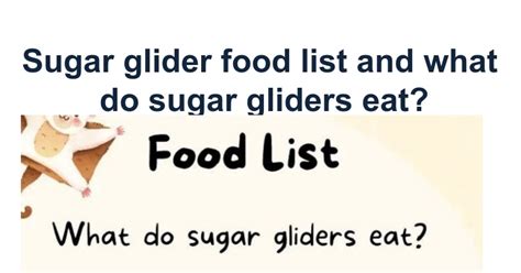 Sugar glider food list and what do sugar gliders eat?