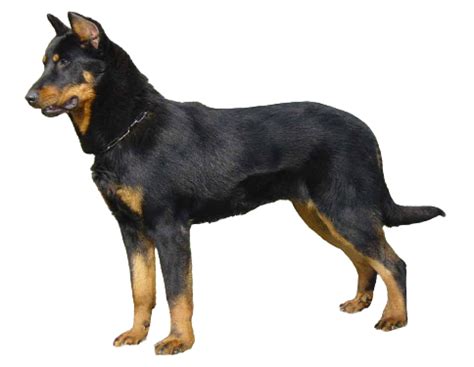 Beauceron Dog Breed Info, Size, Price, Height | Petlur