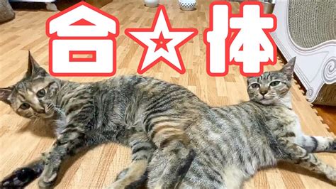 猫たちが急に合体して猫団子になりました【保護猫】 Youtube