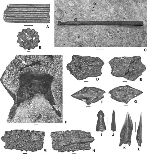 Acipenseridae, Lepisosteidae, and Lepisosteiformes(?) incertae sedis... | Download Scientific ...