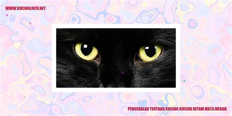 Kucing Hitam Mata Merah: Keunikan dan Misteri yang Memikat | Kucing ...