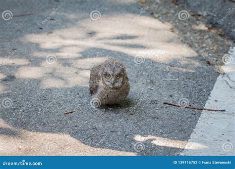 Baby of Common Scops Owl Otus Scops Stock Photo - Image of natural ...