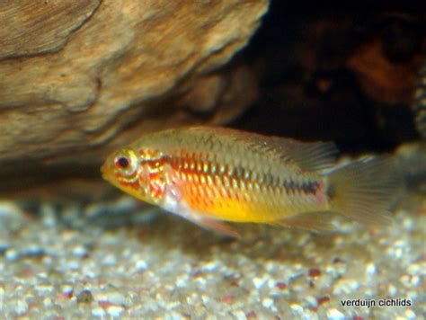 Apistogramma Viejita Ii Verduijn Cichlids