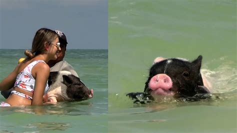 Quieres Nadar Con Cerditos Miniatura Conoce Pig Beach La Playa En