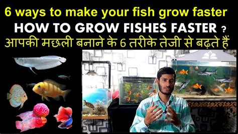 6 ways To make your Fish grow Faster 100% Works – HousePetsCare.com