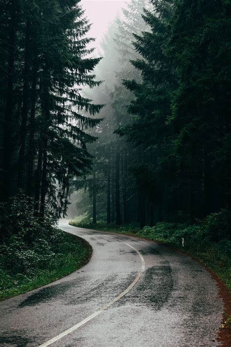 Forest ↟ Hd Photo By Filip Zrnzević Filipz On Unsplash