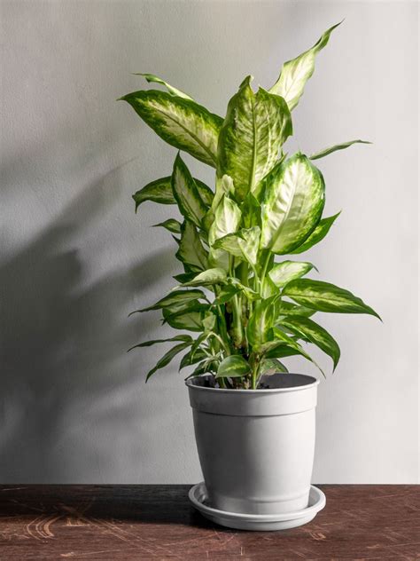 Popular Dieffenbachia Houseplants: Different Kinds Of Dieffenbachia