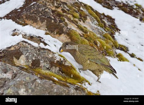 Kea Nestor Notabilis Adult Feeding In Mountain Snow Arthurs Pass