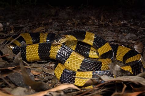 Black Snake With Yellow Horizontal Stripes