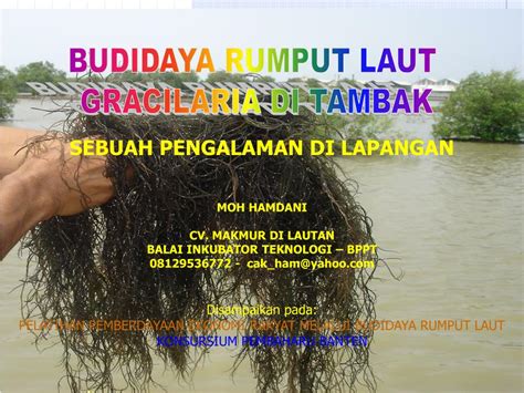 Ppt Budidaya Rumput Laut Gracilaria Di Tambak Powerpoint Presentation