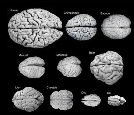 El Tama O Del Cerebro Enriquerubio Net