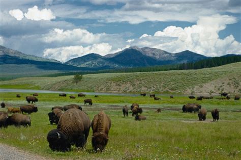 Buffalo Bison Herd - Free photo on Pixabay - Pixabay