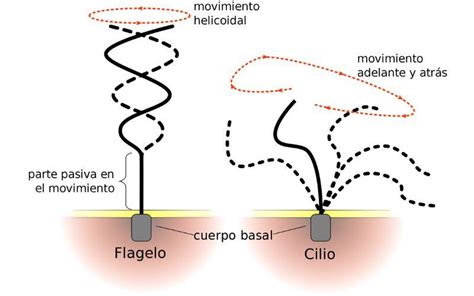 Cilios qué son características estructura movimiento ejemplos