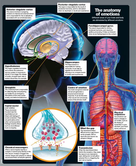 The Science Of Emotions How It Works Emotions Different Emotions