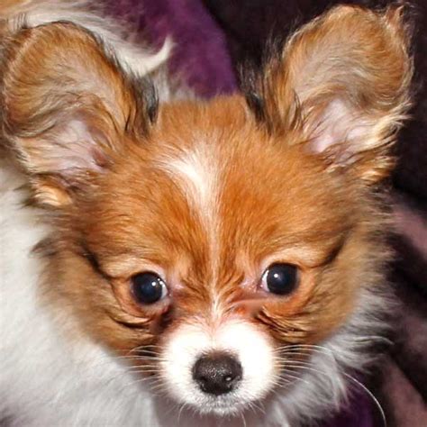 Papillon Puppy For Sale Heavenly Puppies