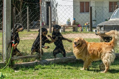 Corea Del Sur Proh Be El Consumo De Carne De Perro Iberonews