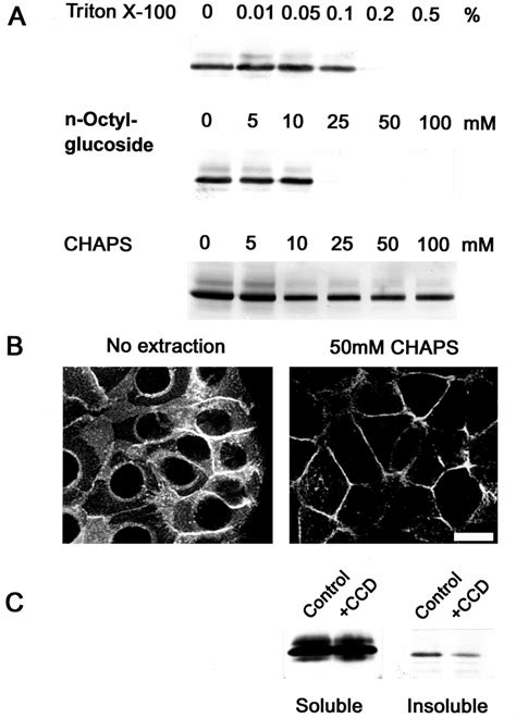 Detergent Soluble And Insoluble Fractions Of Cellular Ep CAM A