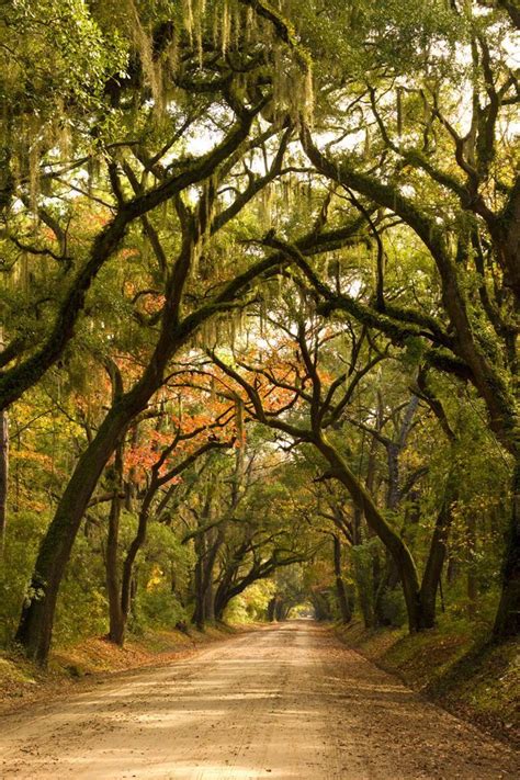 Botany Bay - Edisto Island, South Carolina