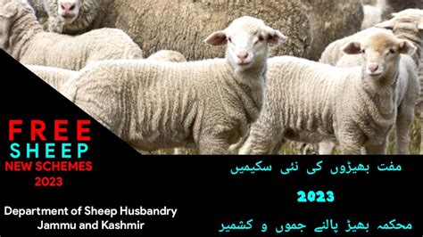 New Schemes Of Sheep Husbandry Jammu And Kashmir YouTube