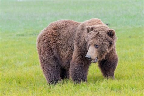 Premium Photo | Alaska peninsula brown bear or coastal brown bear