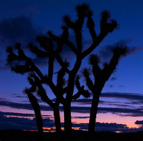 Joshua Tree Joshua Tree At Sunset In Joshua Tree National Jim