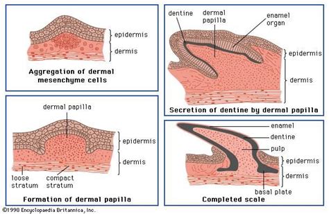 Dermal papilla | anatomy | Britannica.com