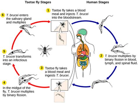 Biology Biological Diversity Protists Groups Of Protists Viva Open