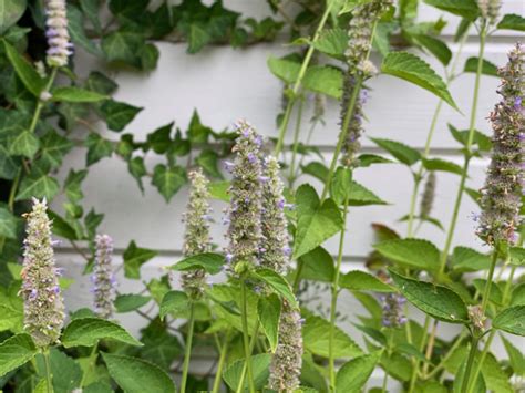 6 Reasons Why You Should Grow Anise Hyssop & How To Care For It