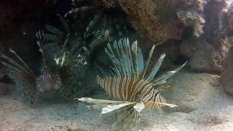 What Do Lionfish Eat