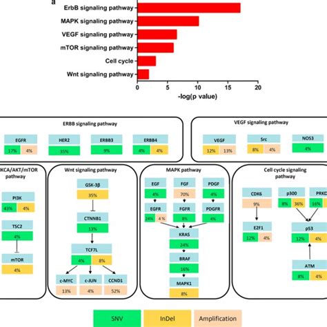 Establishment And Histological Characterization Of Pdx Models From