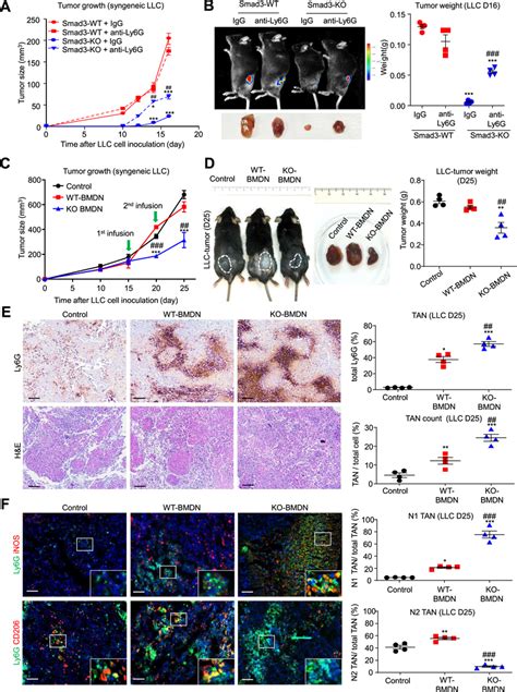 Silencing Of Smad3 Enhances The Antitumor Activity Of TANs In Vivo A B