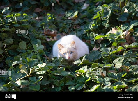 A surprised white cat with blue eyes is sitting in a strawberry Bush ...