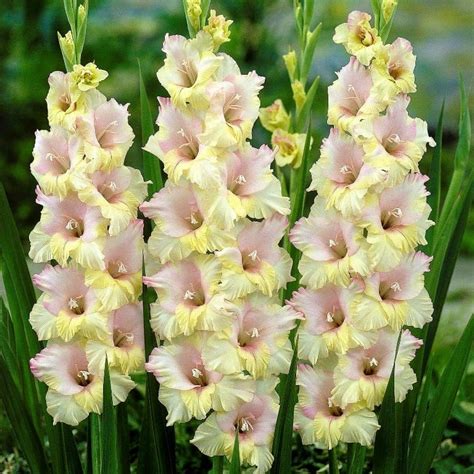 Gladiole Summerville 5 Buc Gradina Cu Bulbi