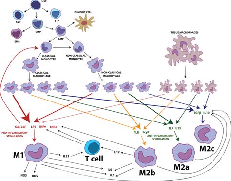 The Analyzed Process Of Macrophages Polarization Download Scientific