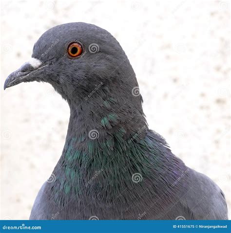 Pigeon Head stock image. Image of close, orange, neck - 41551675