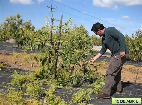 Objetivos de la poda en árboles jóvenes Go Aguacate Spain